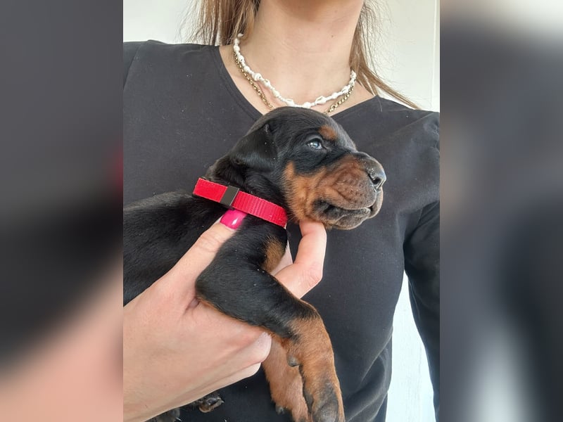 Dobermann Welpen mit FCI Stammbaum