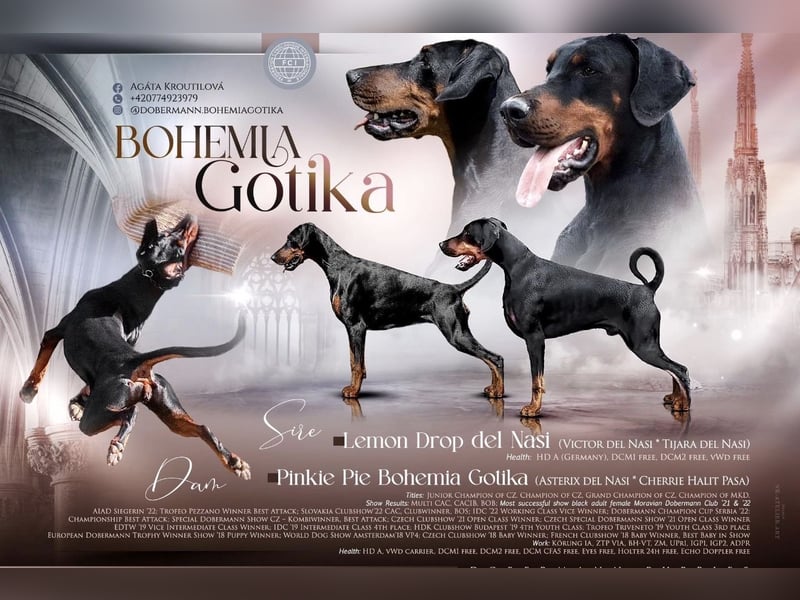 Dobermann Welpen mit FCI Stammbaum