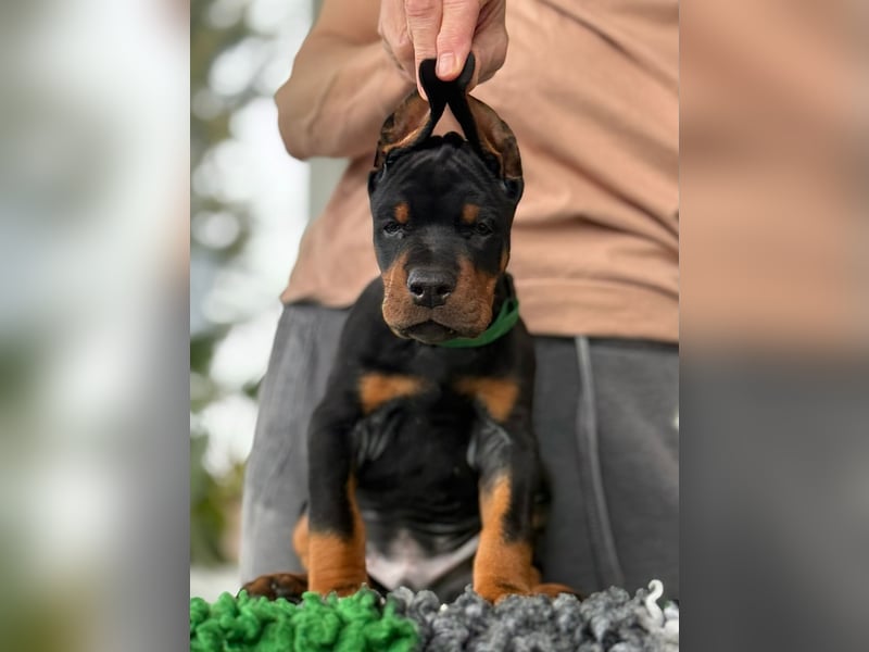 Dobermann Welpen mit FCI Stammbaum
