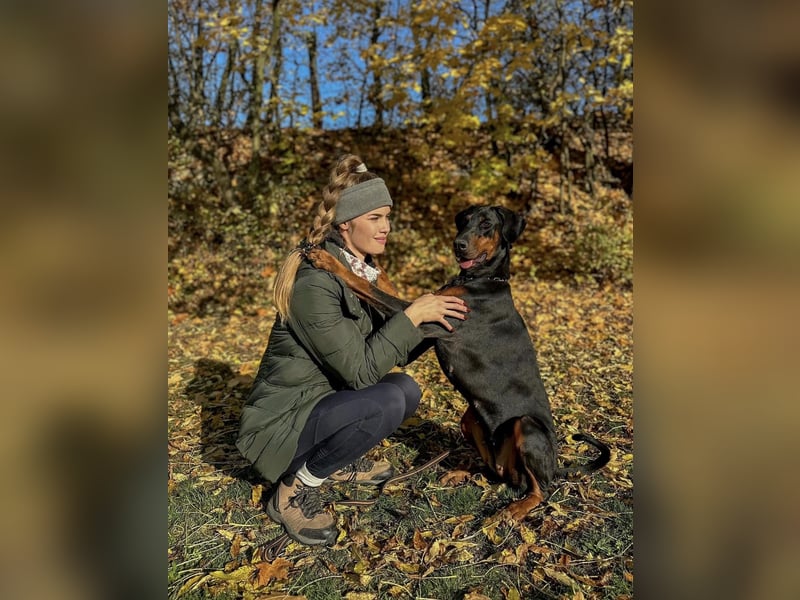 Dobermann Welpen mit FCI Stammbaum