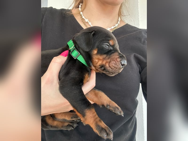 Dobermann Welpen mit FCI Stammbaum