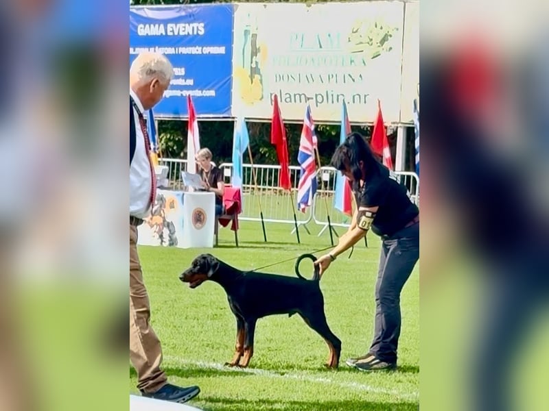 Coswig-Anhalt : Dobermann Junghund sucht neuen Wirkungskreis