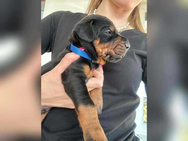 Dobermann Welpen mit FCI Stammbaum