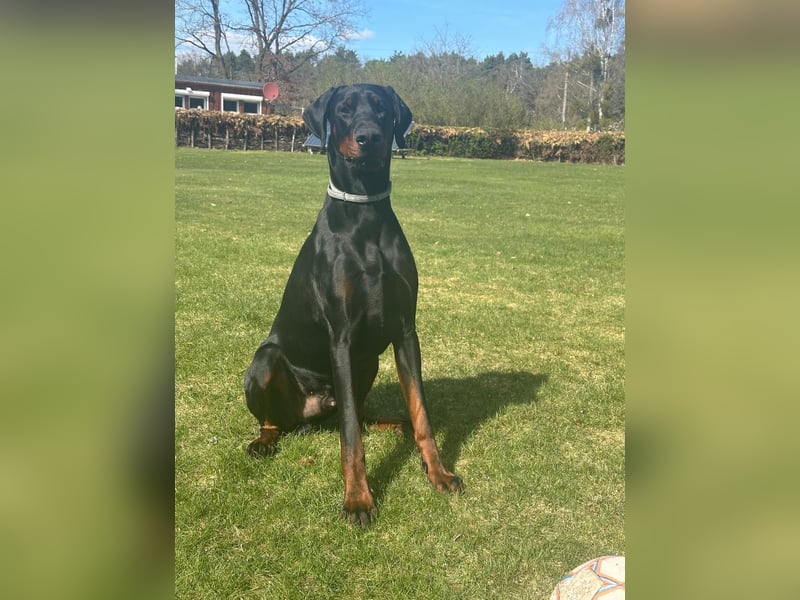 Coswig-Anhalt : Dobermann Junghund sucht neuen Wirkungskreis