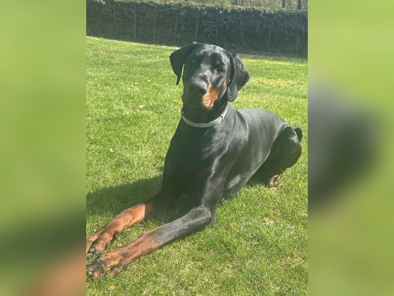 Coswig-Anhalt : Dobermann Junghund sucht neuen Wirkungskreis