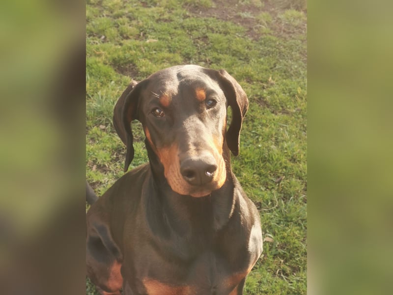 Dobermannhündin 9 Monate alt