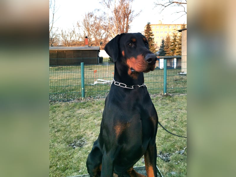 Dobermannrüde 11 Monate