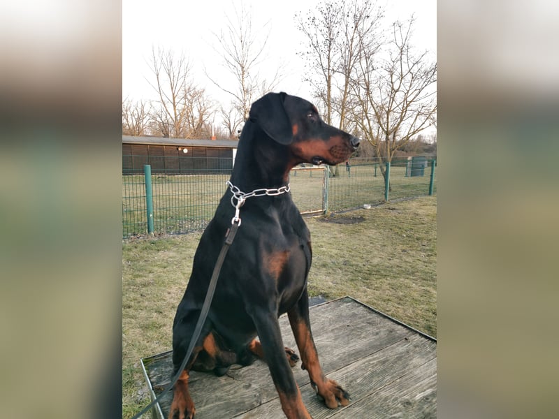 Dobermannrüde 11 Monate