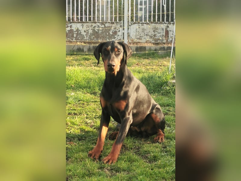 Dobermannhündin 9 Monate alt