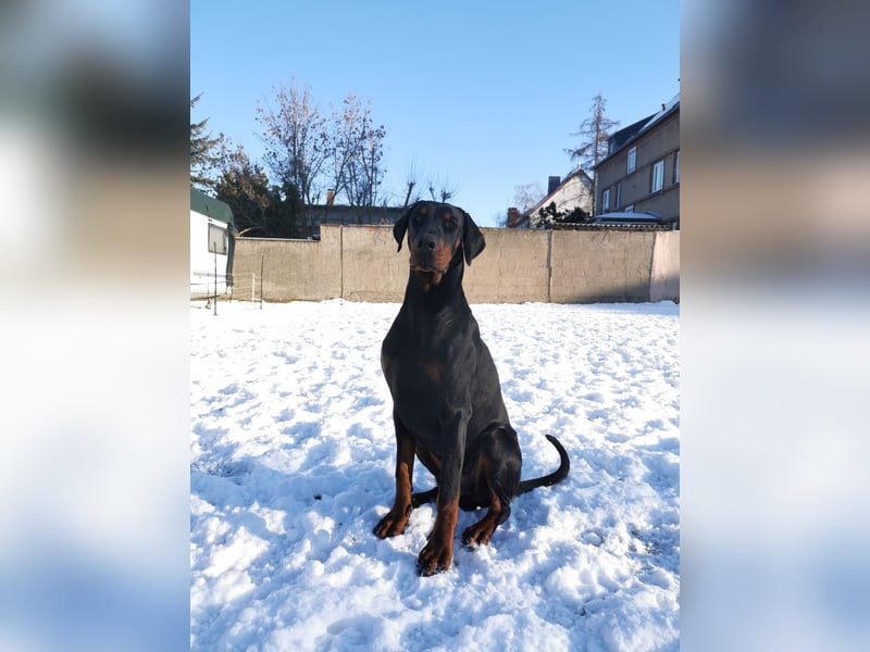Dobermannrüde 11 Monate
