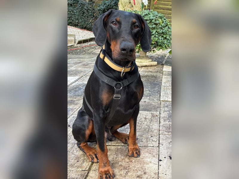 Tulio - charmanter, intelligenter Dobermann - Tierhilfe Franken e.V.