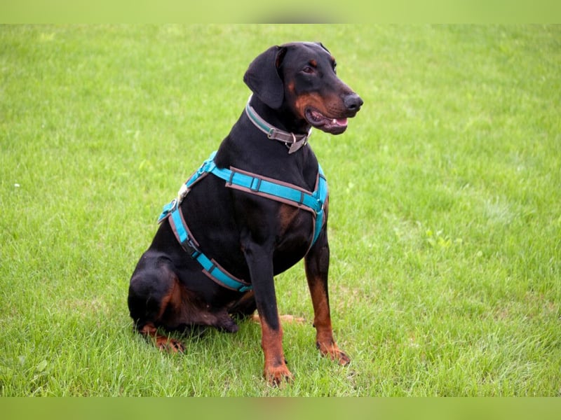 Tulio - ein Prachtkerl - Tierhilfe Franken e.V.