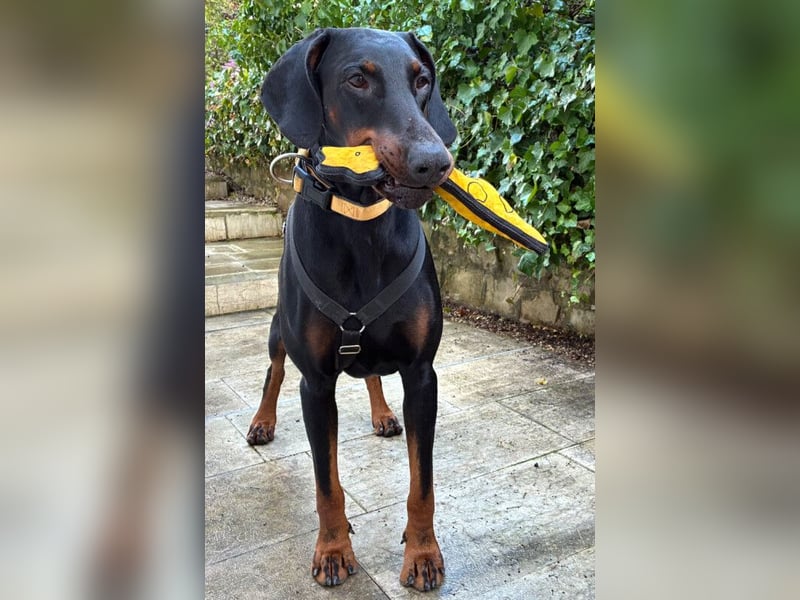 Tulio - charmanter, intelligenter Dobermann - Tierhilfe Franken e.V.