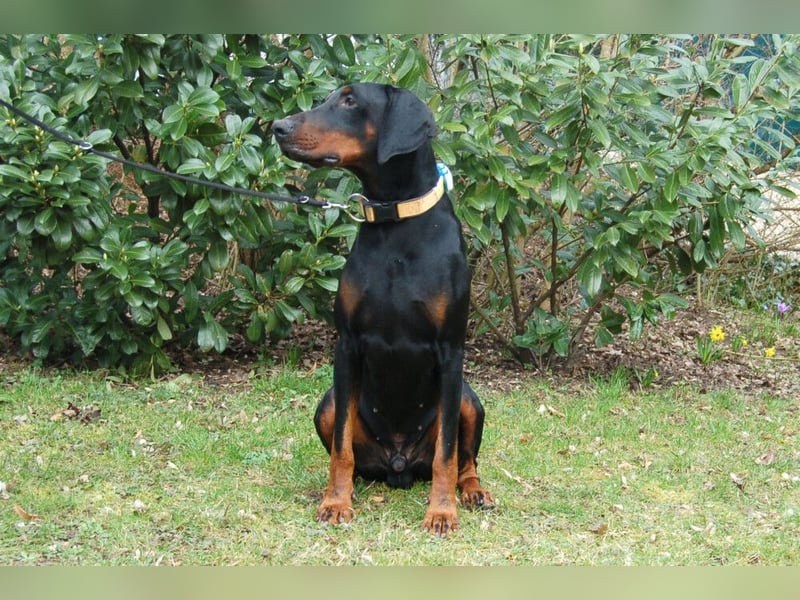 Tulio - charmanter, intelligenter Dobermann - Tierhilfe Franken e.V.