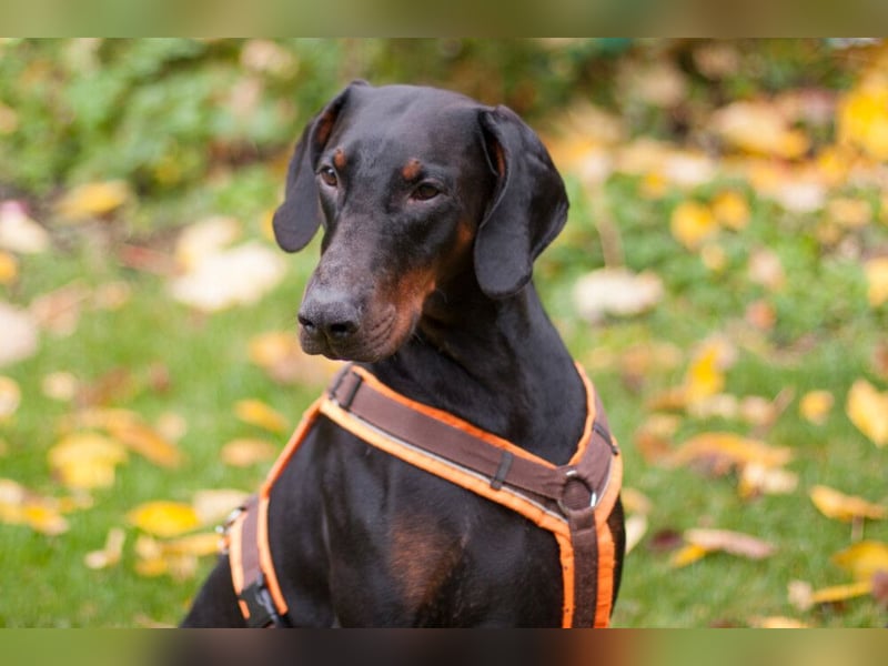 Tulio - ein Prachtkerl - Tierhilfe Franken e.V.