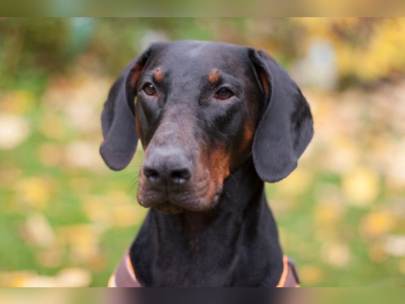 Tulio - ein Prachtkerl - Tierhilfe Franken e.V.