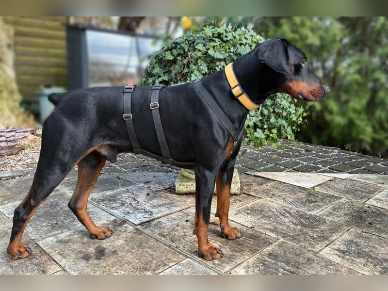 Tulio - charmanter, intelligenter Dobermann - Tierhilfe Franken e.V.
