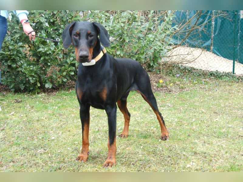 Tulio - charmanter, intelligenter Dobermann - Tierhilfe Franken e.V.