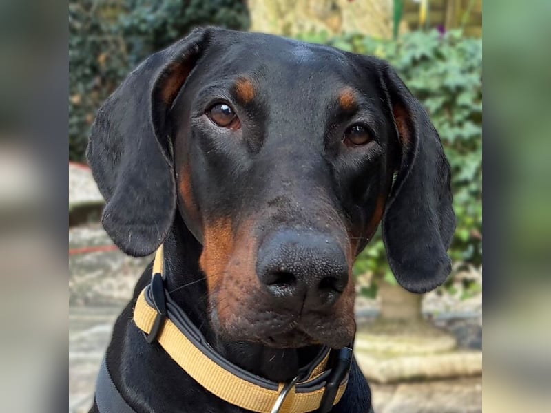 Tulio - charmanter, intelligenter Dobermann - Tierhilfe Franken e.V.