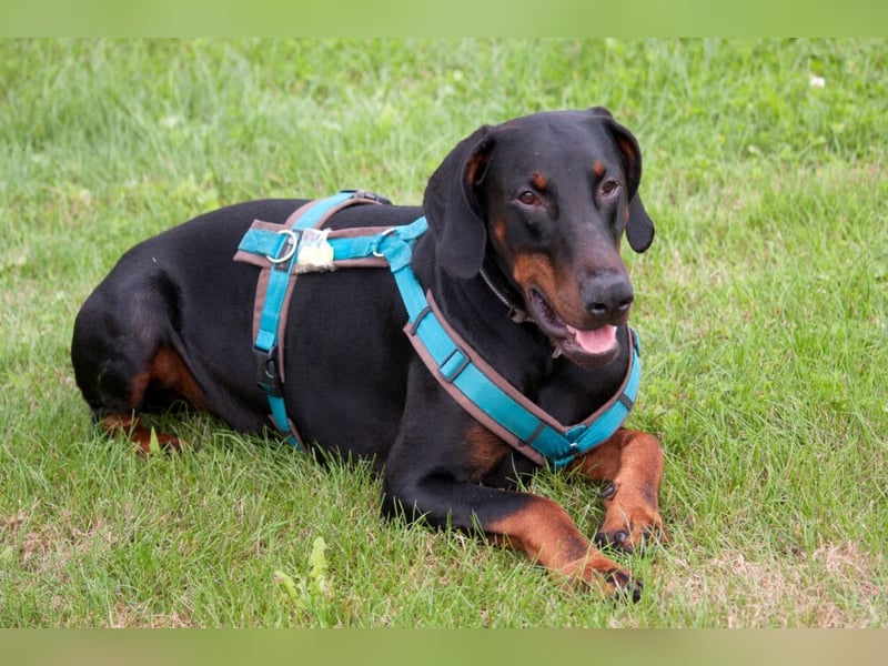 Tulio - ein Prachtkerl - Tierhilfe Franken e.V.