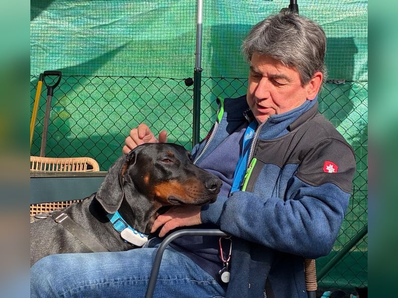 Tulio - charmanter, intelligenter Dobermann - Tierhilfe Franken e.V.