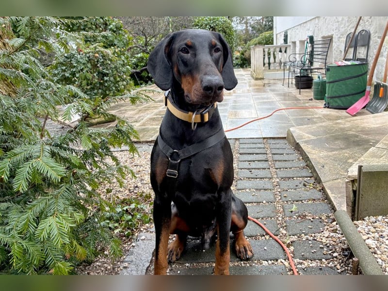 Tulio - charmanter, intelligenter Dobermann - Tierhilfe Franken e.V.