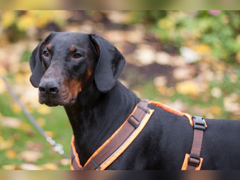 Tulio - ein Prachtkerl - Tierhilfe Franken e.V.