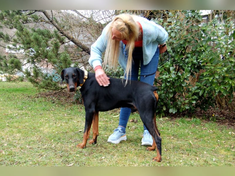 Tulio - charmanter, intelligenter Dobermann - Tierhilfe Franken e.V.