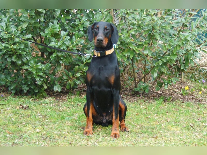 Tulio - charmanter, intelligenter Dobermann - Tierhilfe Franken e.V.
