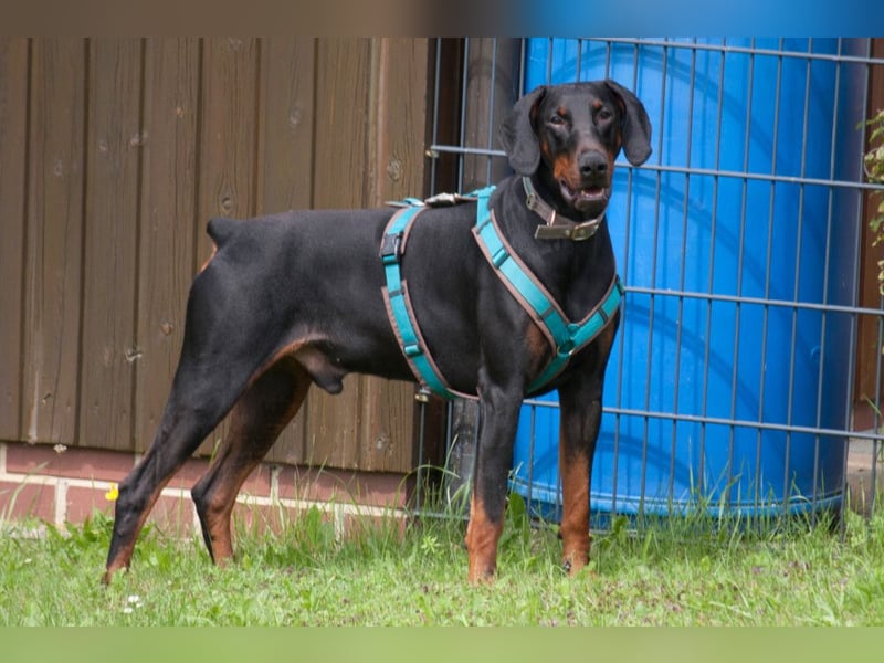 Tulio - ein Prachtkerl - Tierhilfe Franken e.V.