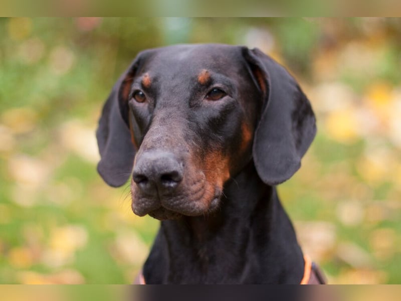 Tulio - ein Prachtkerl - Tierhilfe Franken e.V.