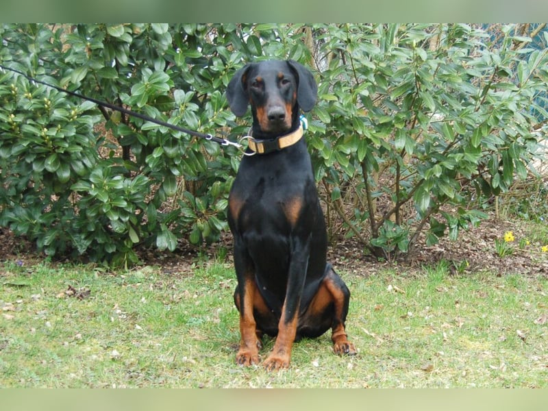 Tulio - charmanter, intelligenter Dobermann - Tierhilfe Franken e.V.
