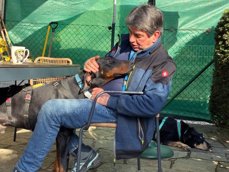 Tulio - charmanter, intelligenter Dobermann - Tierhilfe Franken e.V.
