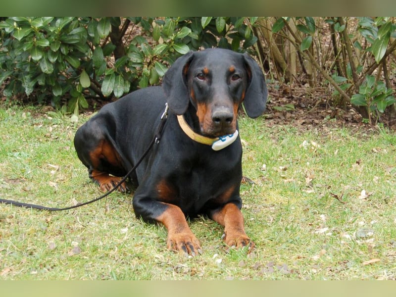 Tulio - charmanter, intelligenter Dobermann - Tierhilfe Franken e.V.
