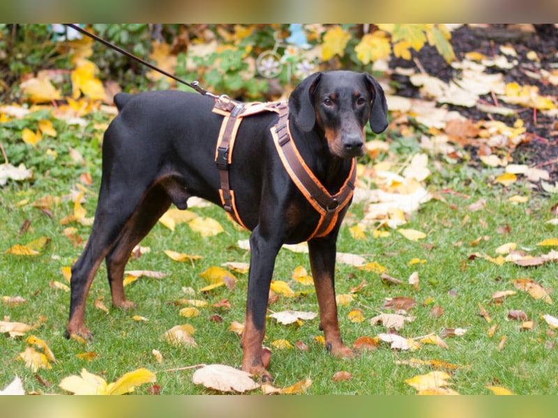 Tulio - ein Prachtkerl - Tierhilfe Franken e.V.