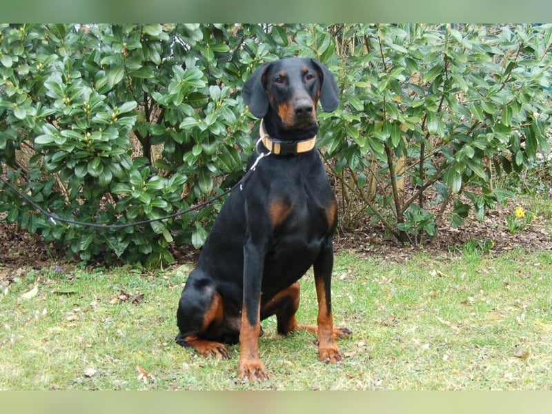 Tulio - charmanter, intelligenter Dobermann - Tierhilfe Franken e.V.