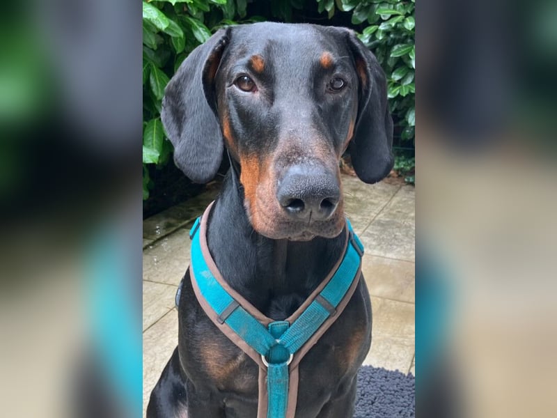 Tulio - ein Prachtkerl - Tierhilfe Franken e.V.