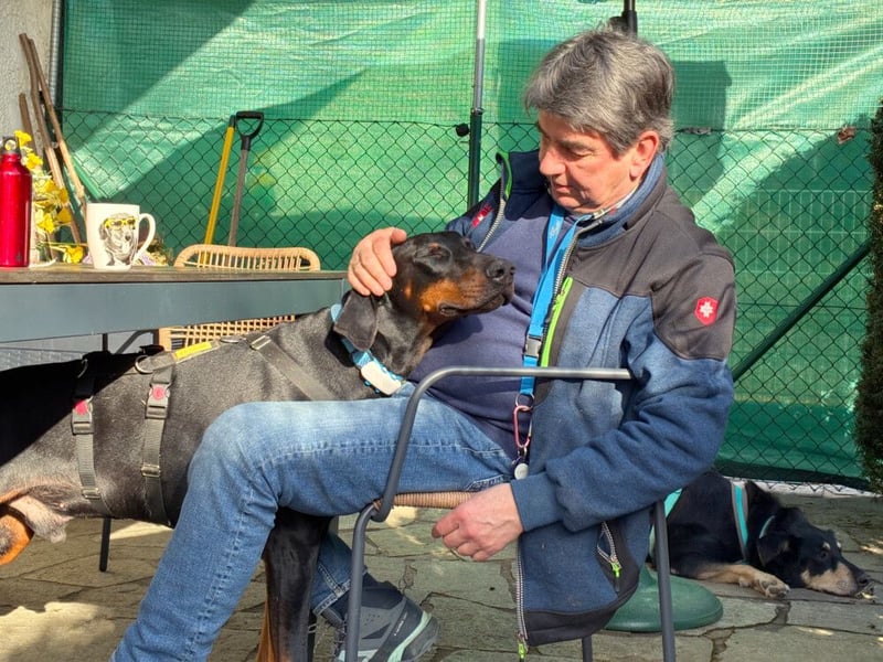 Tulio - charmanter, intelligenter Dobermann - Tierhilfe Franken e.V.