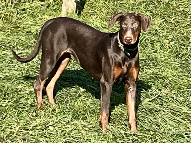 Dobermänner abzugeben
