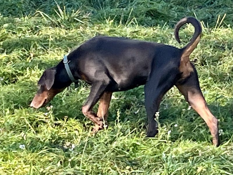 Dobermänner abzugeben