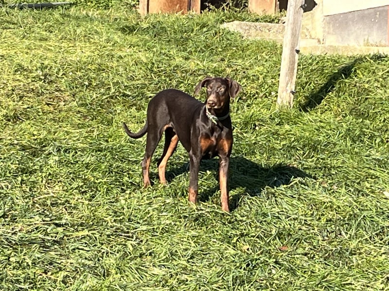 Dobermänner abzugeben