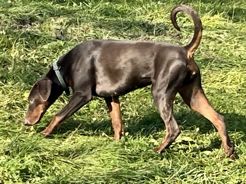 Dobermänner abzugeben