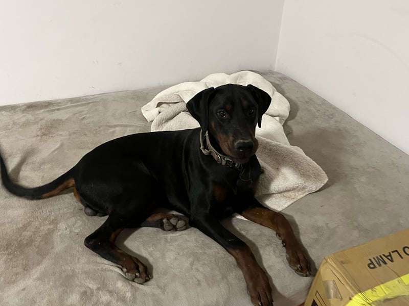 Dobermänner abzugeben