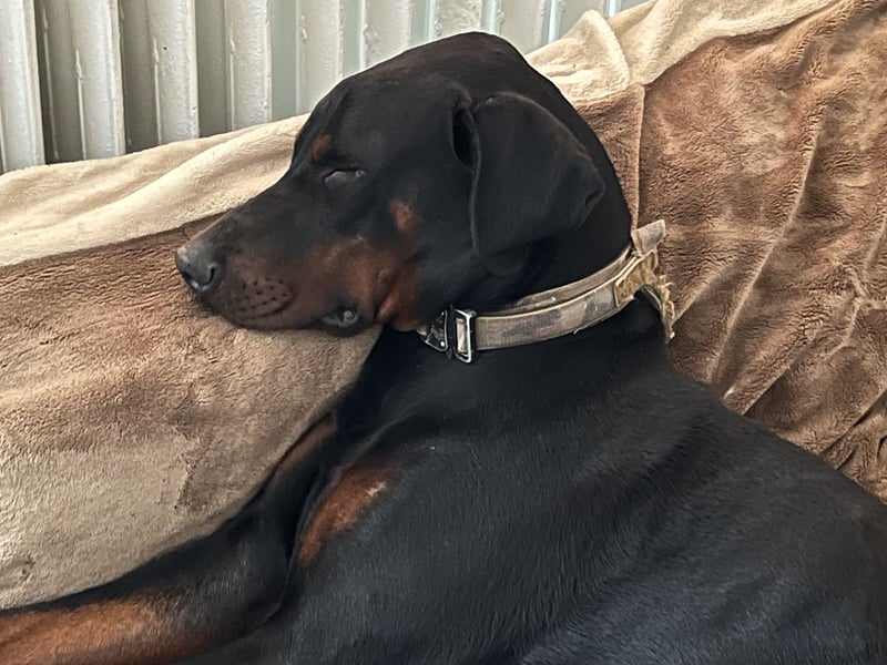 Dobermänner abzugeben