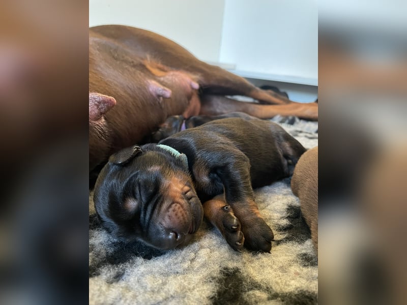 Dobermannwelpe Hündin/Rüde schwarz/braun
