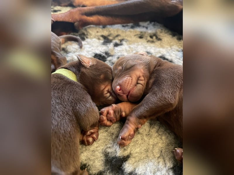 Dobermannwelpe Hündin/Rüde schwarz/braun