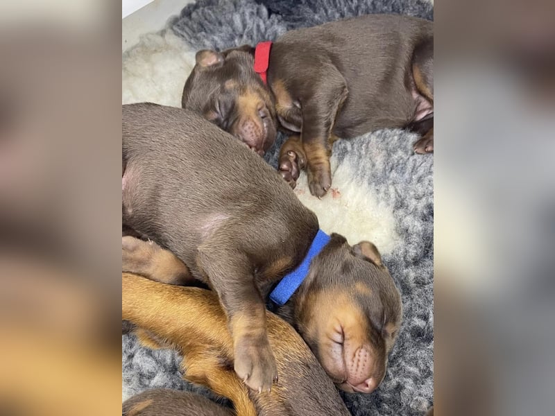 Dobermannwelpe Hündin/Rüde schwarz/braun