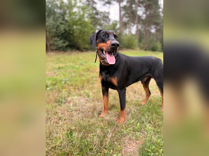 Dobermannrüde wegen Trauerfall