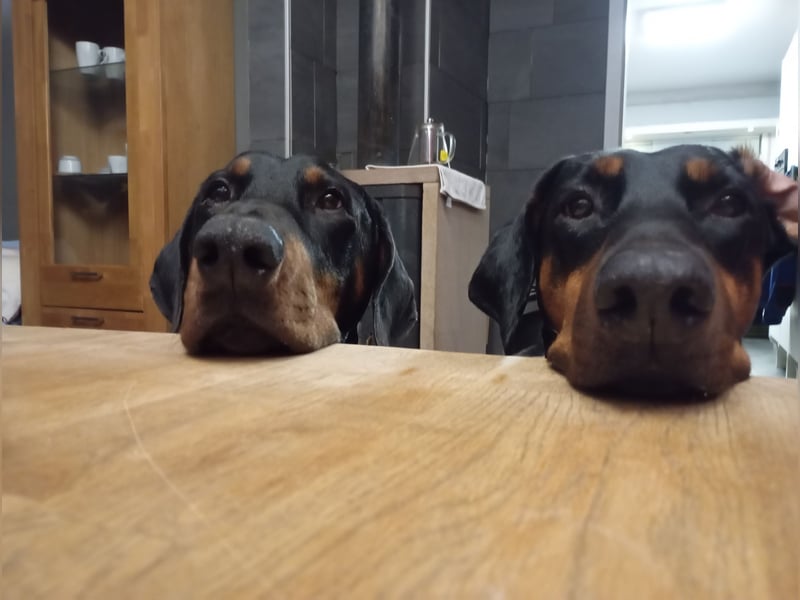 Dobermannrüde wegen Trauerfall