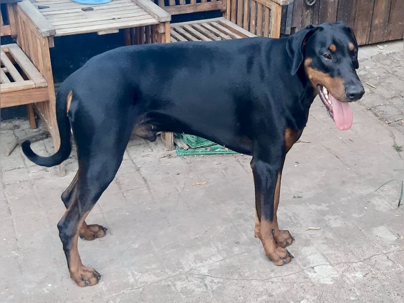 Dobermann-Rüde - 14 Monate - geimpft, gechipped und gesund